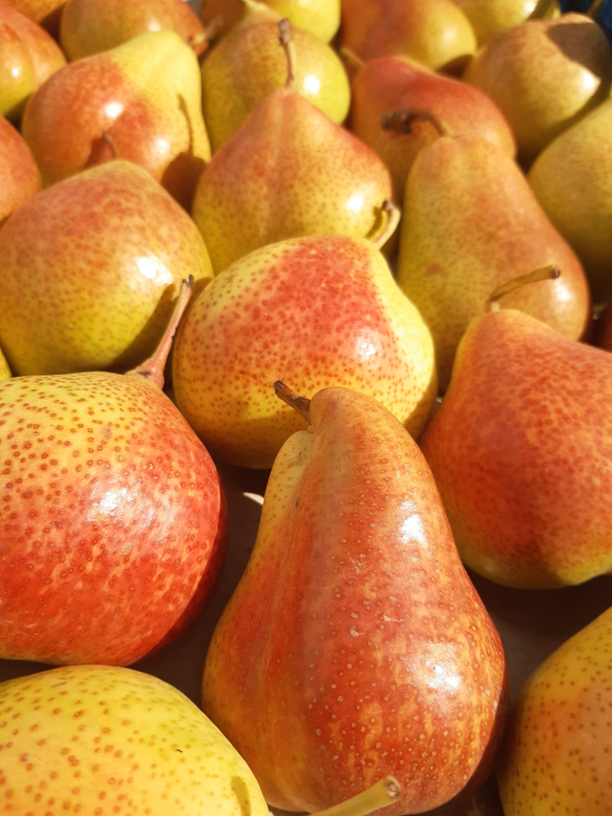 Blush Pear