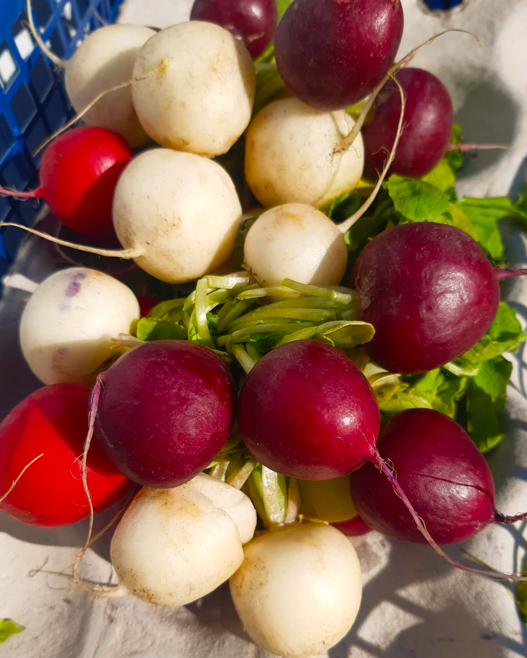 Rainbow Radish Bunch