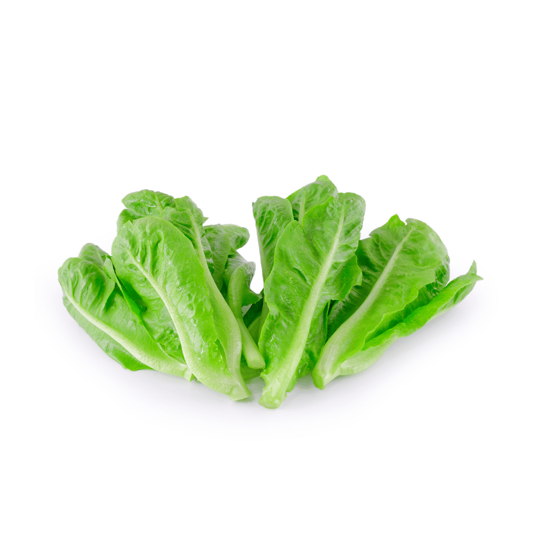 Cos Lettuce