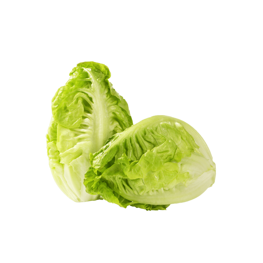 Gem Lettuce