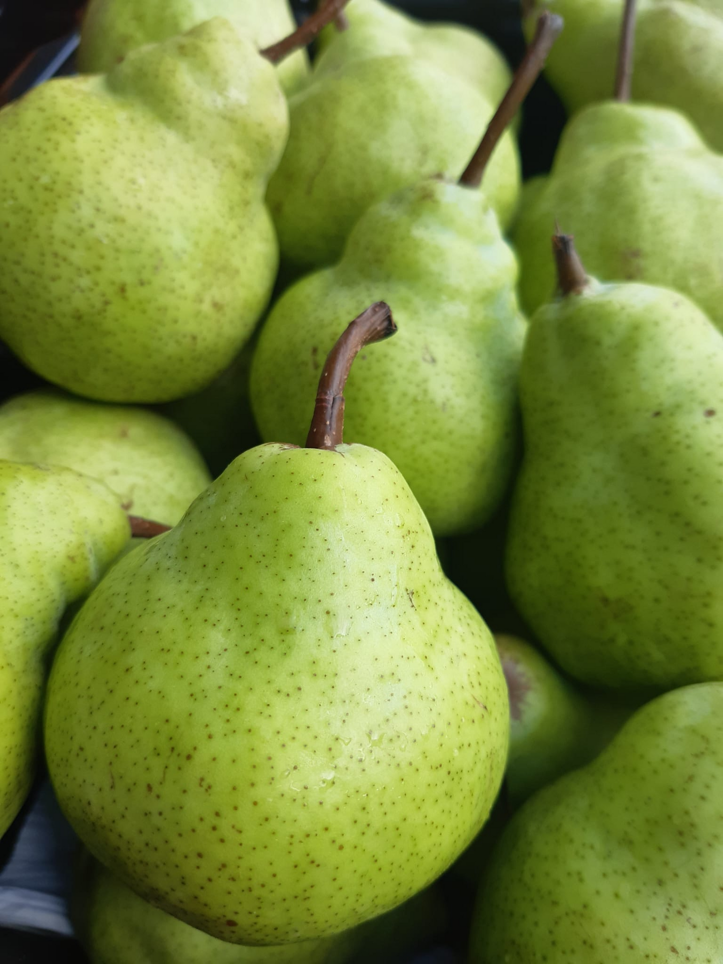 Packham Pears