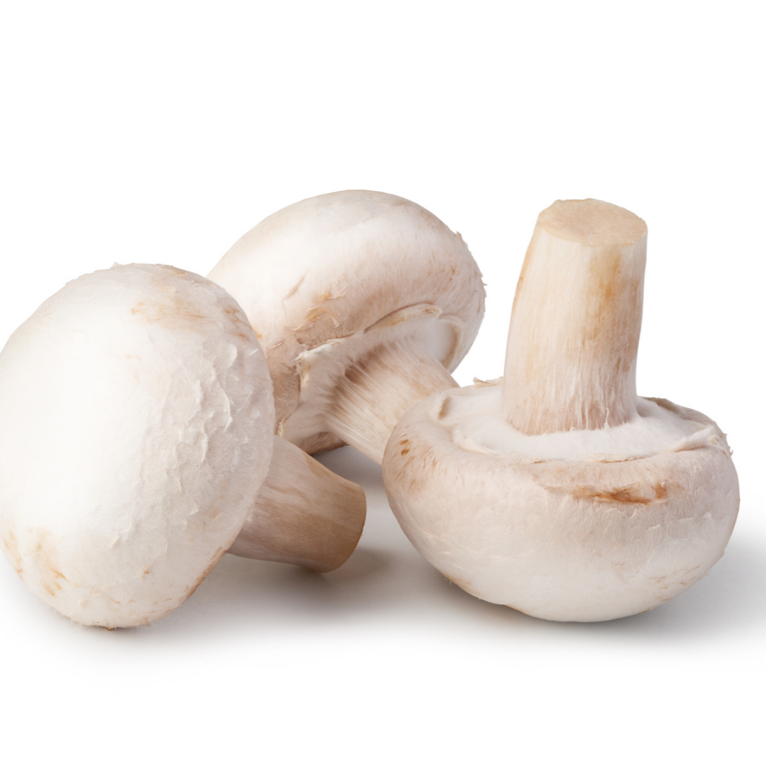 Cup Mushroom