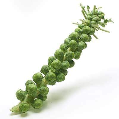Brussel Sprout Stalks